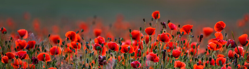 Wall Mural - red poppy flowers against sunset sky