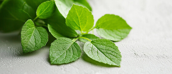 Poster - Fresh green leaves on textured surface, showcasing natural beauty