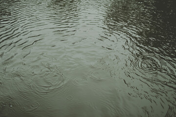 Poster - Ripples on rainy day water surface create calming background