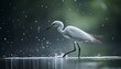 © Generasi - Elegant egret wading in shallows, water droplets, nature scene