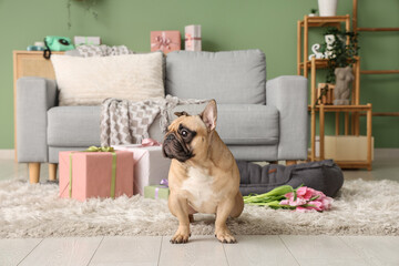 Wall Mural - Cute French bulldog in festive room. International Women's day