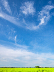 Wall Mural - Field of green grass with a blue sky in the background