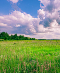 Wall Mural - Field of grass with a cloudy sky in the background