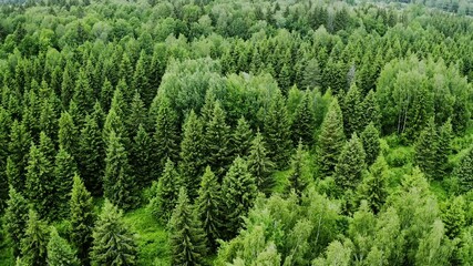 Wall Mural - Aerial top view of summer green trees in forest in rural Finland. 4k video from above