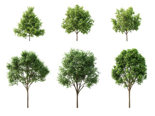 Collection of Six Lush Green Trees Isolated on Transparent Background for Landscaping Design and Architectural Visualization