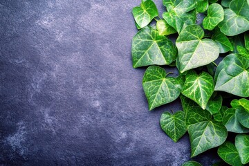 Poster - Lush Green Ivy Leaves with Heart-Shaped Design on Dark Textured Background for Nature and Gardening Themes