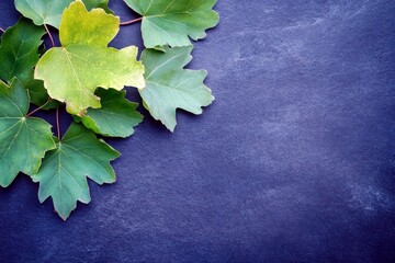 Poster - Green and yellow maple leaves on a textured dark background showcasing natural beauty and intricate detail for fresh, organic themes and designs