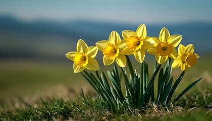 Canvas Print - Vibrant Yellow Daffodils in Full Bloom, Close Up on a Sunny Spring Day with Soft Focus Background