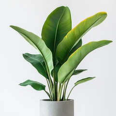 Canvas Print - Vibrant Tropical Plant in Modern Pot