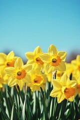 Canvas Print - Bright Yellow Daffodils in Full Bloom Against a Clear Blue Sky, Spring Flowers in Nature s Beauty