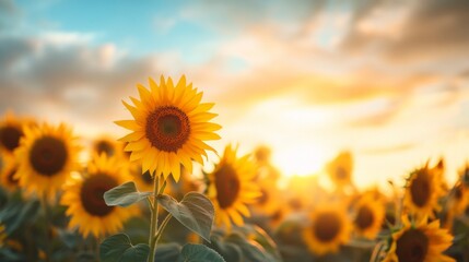 Poster - A tranquil sunset over a sunflower field, with the sky painted in warm hues that complement the golden petals, creating a peaceful and picturesque scene