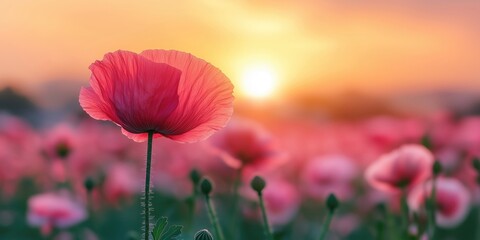 Wall Mural - vibrant poppy flower in focus against a stunning sunset backdrop, creating a serene and colorful lan