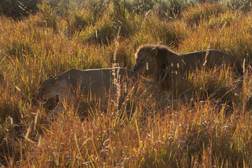 Wall Mural - Big lion lying on savannah grass. Landscape with characteristic trees on the plain and hills in the background