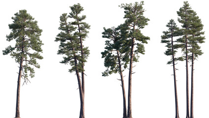 Wall Mural - set of pinus ponderosa and pinus radiata frontal isolated png on a transparent background perfectly 