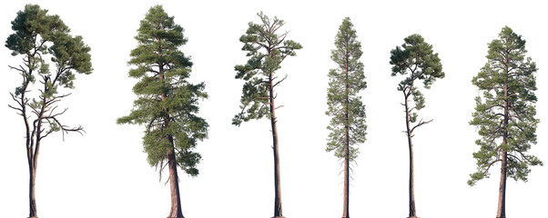 Wall Mural - set of pinus radiata and pinus ponderosa frontal isolated png on a transparent background perfectly 