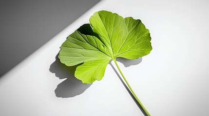 Poster - Green Leaf on White Background With Shadow