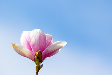 Wall Mural - magnolia soulangeana in full bloom. season romantic. beautiful closeup nature background with pink flowers on the branch blooming beneath a blue sky on a sunny day in spring. april freshness