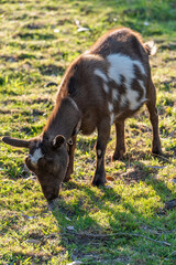 a goat feeding from the grass