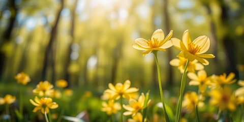 Wall Mural - Abstract soft focus sunset field landscape of yellow flowers and grass meadow warm golden hour sunset sunrise time. Tranquil spring summer nature closeup and blurred forest background. Idyllic nature