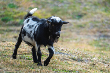 a goat and a grass backdrop