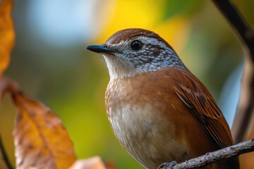 Poster - A brown and white bird perched on the edge of a tree branch, looking around