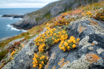 Poster - A close-up view of a small plant growing out of a rocky crevice near the ocean