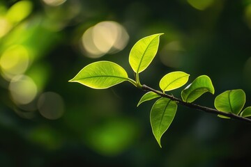 Poster - Close-up shot of a branch with green leaves, perfect for nature or outdoor scenes