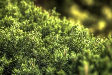 Wall Mural - A close-up shot of a bush with lush green leaves