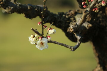 bee on a branch