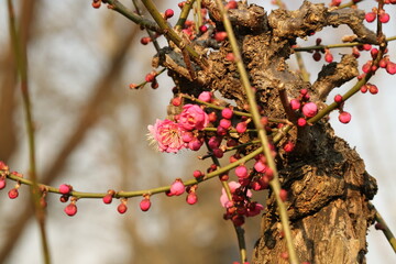 branch with red berries