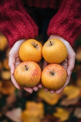 Aufkleber - A person holds four apples in their hands, possibly for consumption or sharing