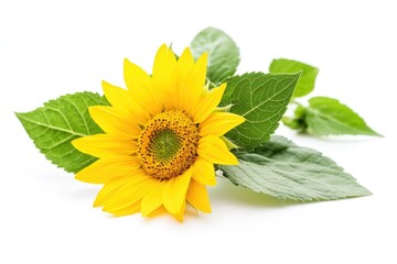 Aufkleber - A single sunflower with green leaves on a white background
