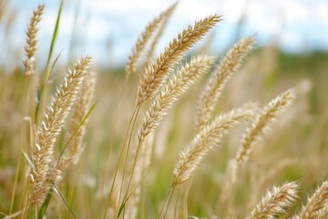 Poster - Close-up of tall grasses growing in a field, suitable for backgrounds or texture use