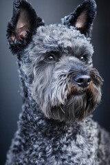 Poster - A close-up shot of a dog's face against a dark background, suitable for use in pet-related or photography-themed contexts
