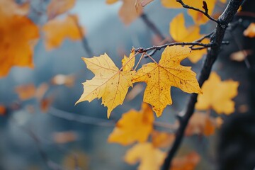 Poster - A close-up view of a leaf on a tree, perfect for use in nature or outdoor-themed contexts