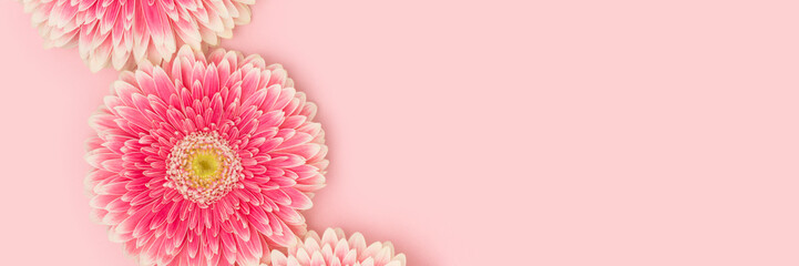 Wall Mural - gerbera flowers on a pink background. banner with place for text.