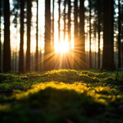Wall Mural - Sunlight Shining Through a Forest Floor