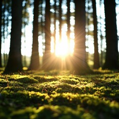 Wall Mural - sunlight Through Trees Illuminating Forest Floor
