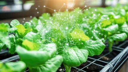 Poster - Close-up of AI-powered growth monitoring system tracking vegetable plants inside a greenhouse, smart farming with space for text.