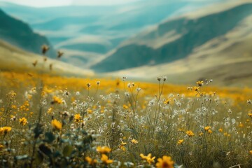 Poster - A beautiful yellow field with mountains in the background