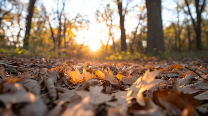 Wall Mural - Autumn Leaves and Sunlight in the Forest