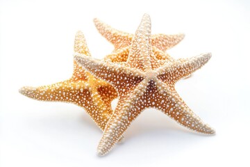 Poster - A group of starfishes sit on a white surface, making it easy to capture their unique shapes and textures