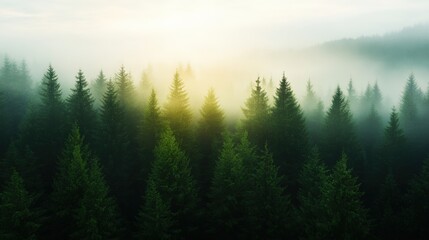 Wall Mural - foggy forest landscape with evergreen trees