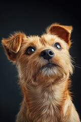 Poster - A brown dog with bright blue eyes looking upwards