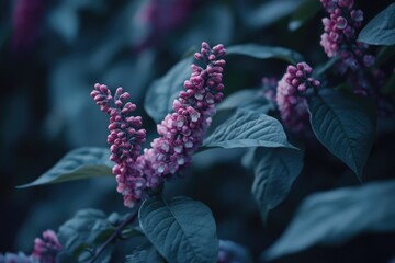 Poster - A detailed view of a plant's purple blooms, ideal for use in botanical or nature-themed projects