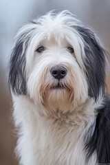 Poster - A close-up shot of a dog's face with a blurred background