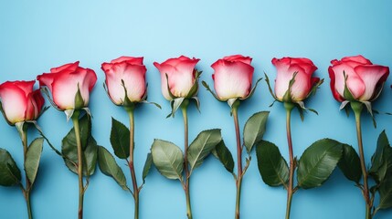 Poster - A row of red roses against a bright blue background