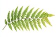 © PinkiePie - A delicate fern leaf with detailed fronds, isolated