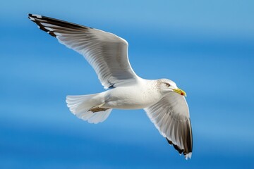 Poster - A single seagull flying high up in a clear blue sky, ideal for use in travel or wildlife related projects