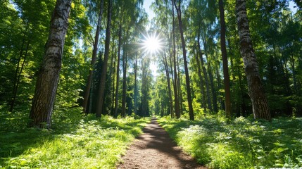 Wall Mural - Serene sunlit forest path with dappled light creating a peaceful atmosphere for walking and reflection